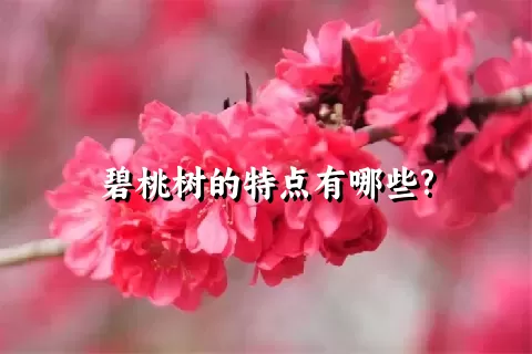 碧桃树的特点有哪些?