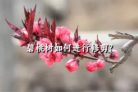 碧桃树如何进行修剪?