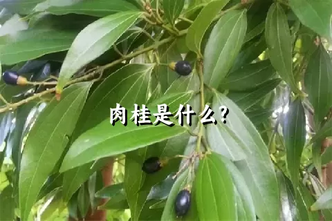 肉桂是什么?
