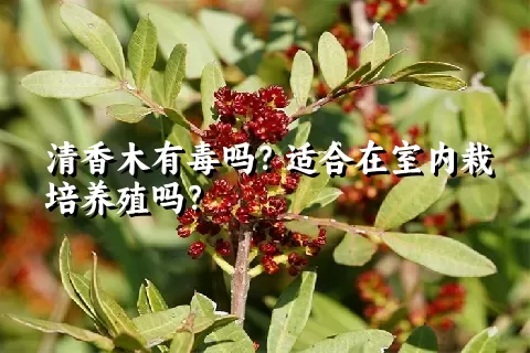 清香木有毒吗？适合在室内栽培养殖吗？