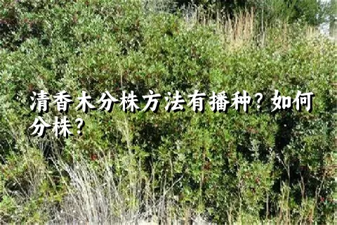 清香木分株方法有播种？如何分株？