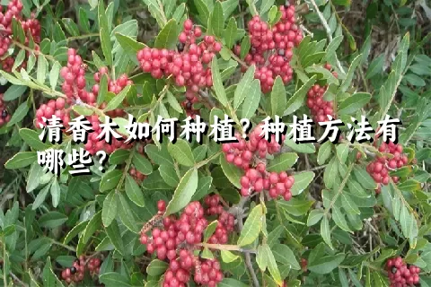 清香木如何种植？种植方法有哪些？