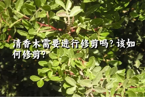 清香木需要进行修剪吗？该如何修剪？