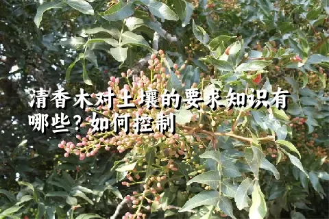 清香木对土壤的要求知识有哪些？如何控制