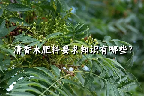 清香木肥料要求知识有哪些？