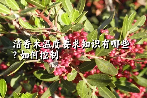清香木温度要求知识有哪些？如何控制