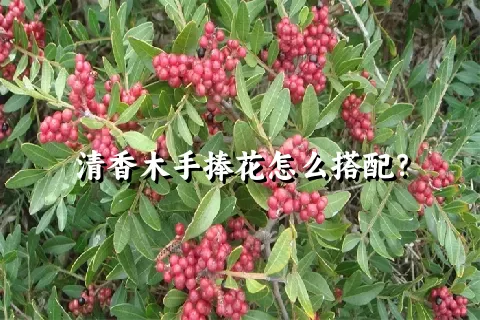 清香木手捧花怎么搭配？