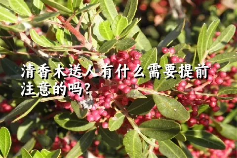 清香木送人有什么需要提前注意的吗？