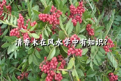 清香木在风水学中有知识？