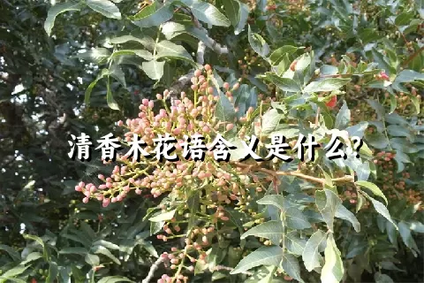 清香木花语含义是什么？