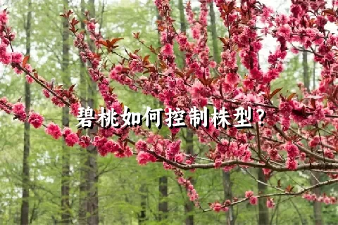 碧桃如何控制株型？