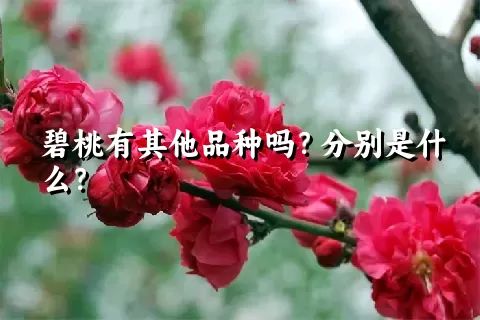 碧桃有其他品种吗？分别是什么？