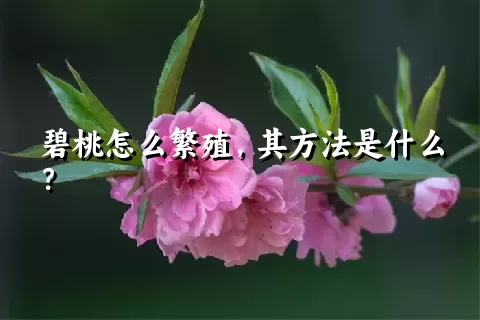 碧桃怎么繁殖，其方法是什么？