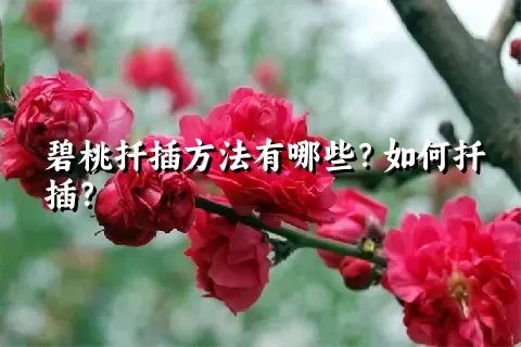 碧桃扦插方法有哪些？如何扦插？