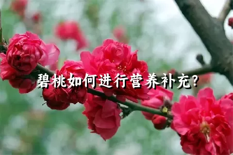 碧桃如何进行营养补充？