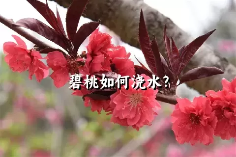 碧桃如何浇水？