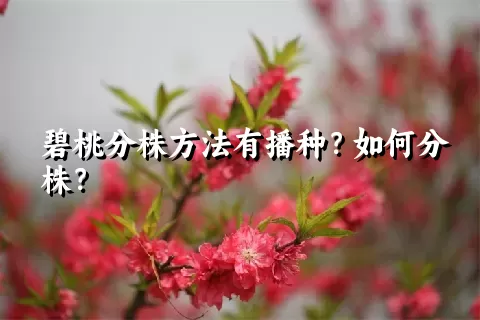 碧桃分株方法有播种？如何分株？