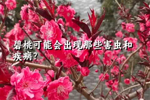 碧桃可能会出现那些害虫和疾病？