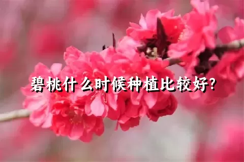 碧桃什么时候种植比较好？
