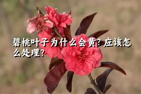 碧桃叶子为什么会黄？应该怎么处理？