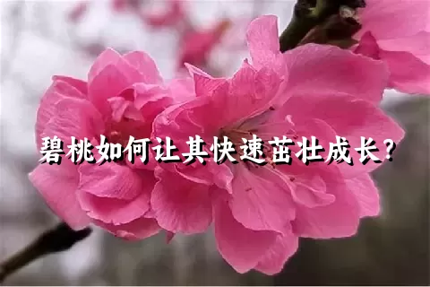 碧桃如何让其快速茁壮成长？