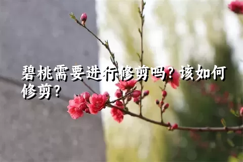 碧桃需要进行修剪吗？该如何修剪？