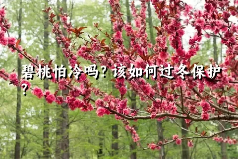 碧桃怕冷吗？该如何过冬保护？
