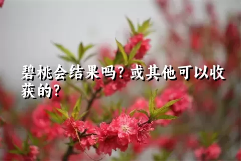 碧桃会结果吗？或其他可以收获的？