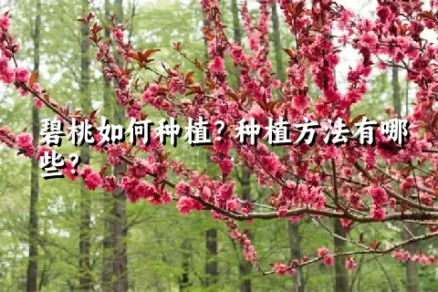 碧桃如何种植？种植方法有哪些？