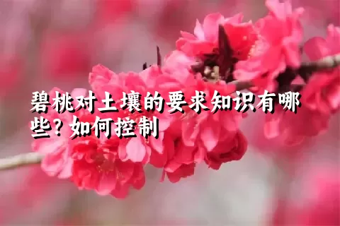 碧桃对土壤的要求知识有哪些？如何控制