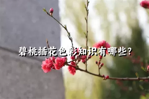 碧桃插花色彩知识有哪些？