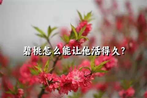 碧桃怎么能让他活得久？