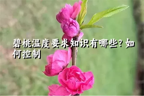 碧桃温度要求知识有哪些？如何控制