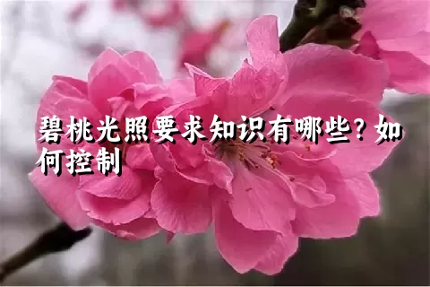 碧桃光照要求知识有哪些？如何控制