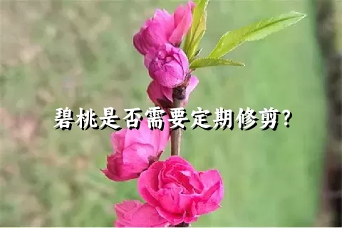 碧桃是否需要定期修剪？