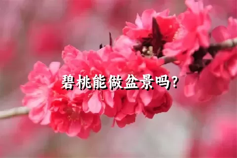 碧桃能做盆景吗？
