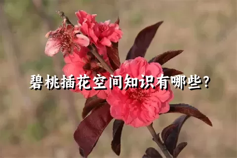 碧桃插花空间知识有哪些？