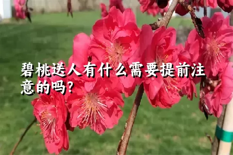 碧桃送人有什么需要提前注意的吗？