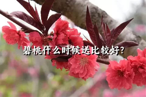 碧桃什么时候送比较好？