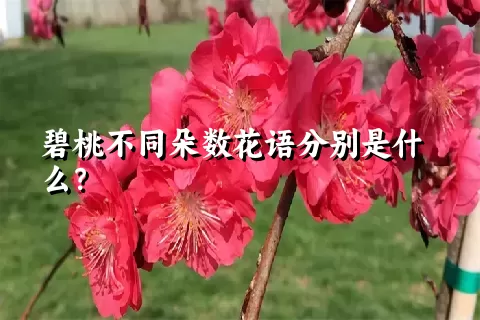 碧桃不同朵数花语分别是什么？