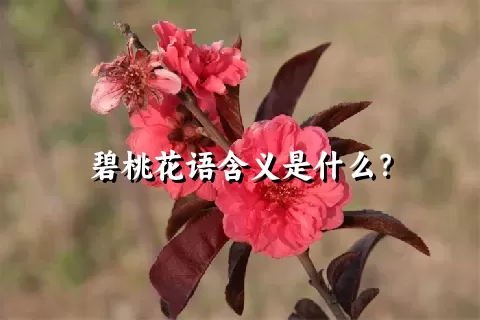碧桃花语含义是什么？