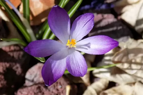 紫番红花