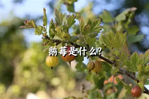 鹅莓是什么?