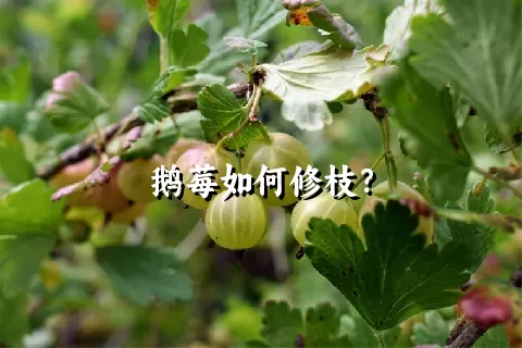 鹅莓如何修枝？