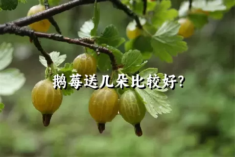 鹅莓送几朵比较好？