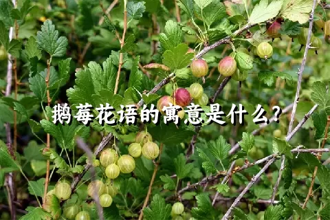 鹅莓花语的寓意是什么？