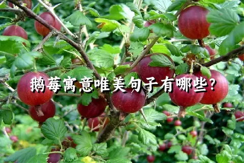 鹅莓寓意唯美句子有哪些？