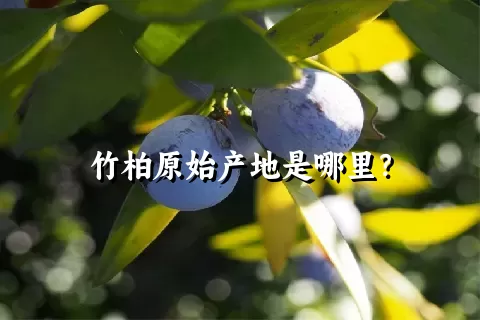 竹柏原始产地是哪里？