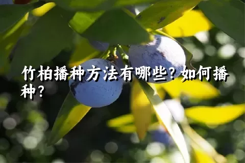 竹柏播种方法有哪些？如何播种？