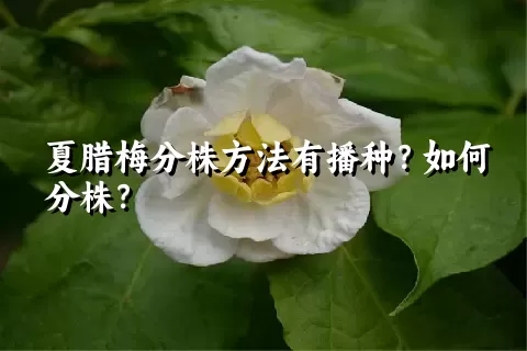 夏腊梅分株方法有播种？如何分株？